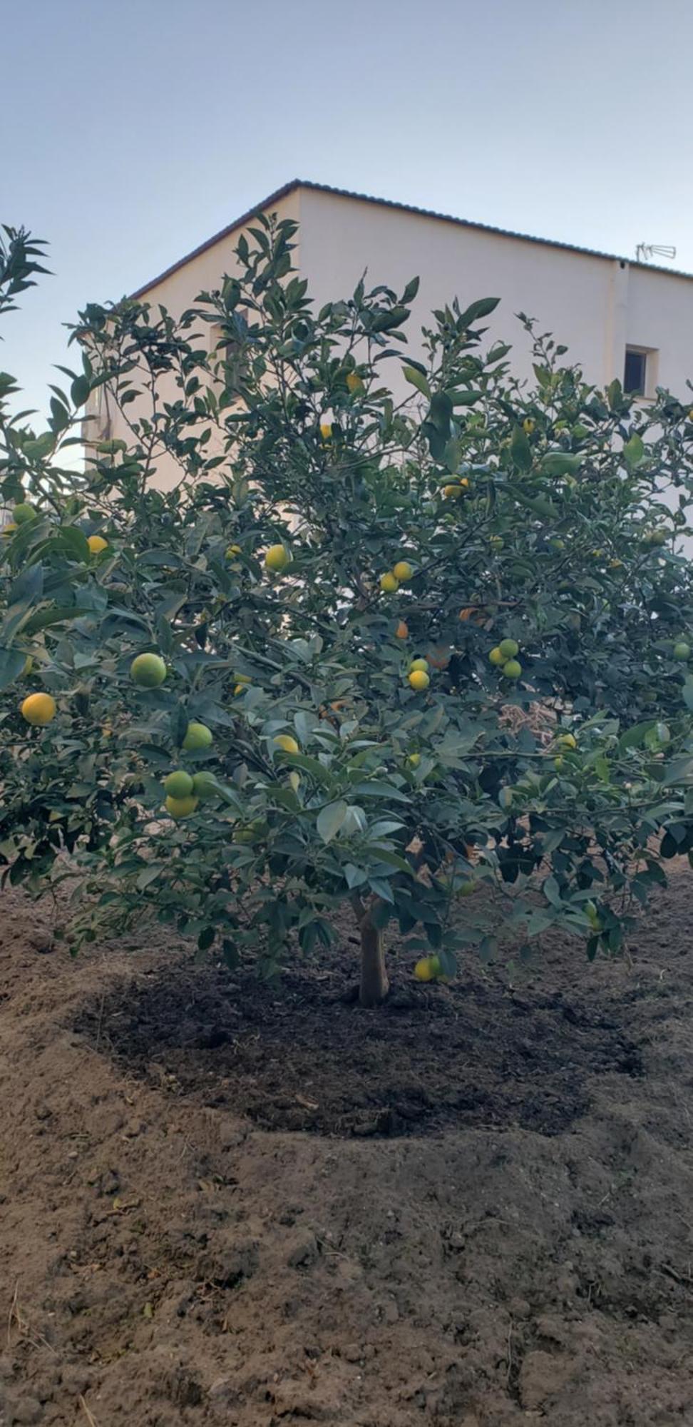 Pomegranates & Olives Guesthouse Дуррес Екстер'єр фото